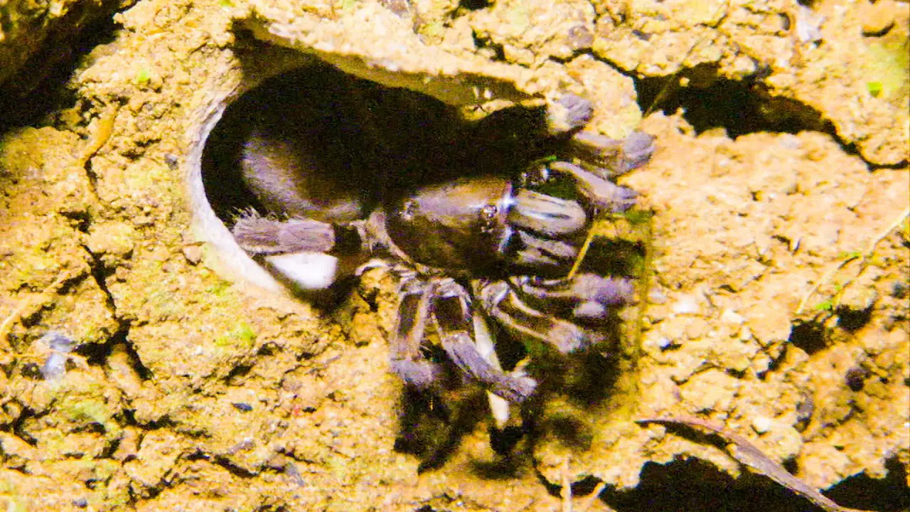 A Comprehensive Guide to Trapdoor Spiders