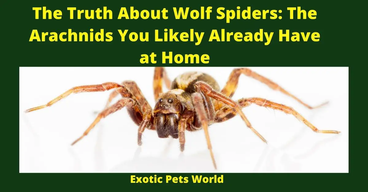 The Truth About Wolf Spiders: The Arachnids You Likely Already Have at Home