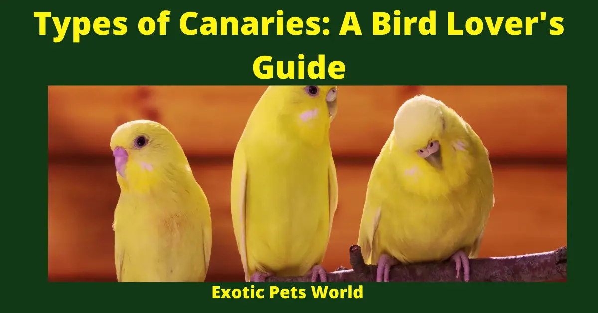 Types of Canaries: A Bird Lover's Guide