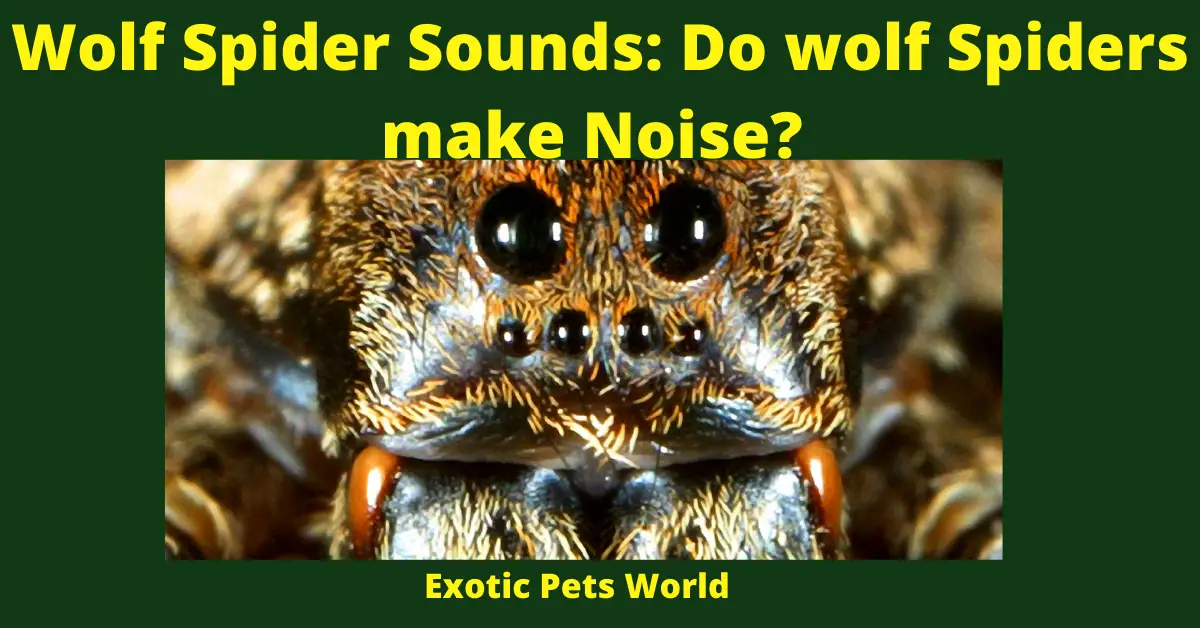 Wolf Spider Sounds: Do wolf Spiders make Noise?