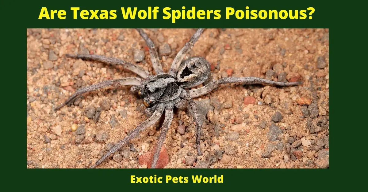 Are Texas Wolf Spiders Poisonous?