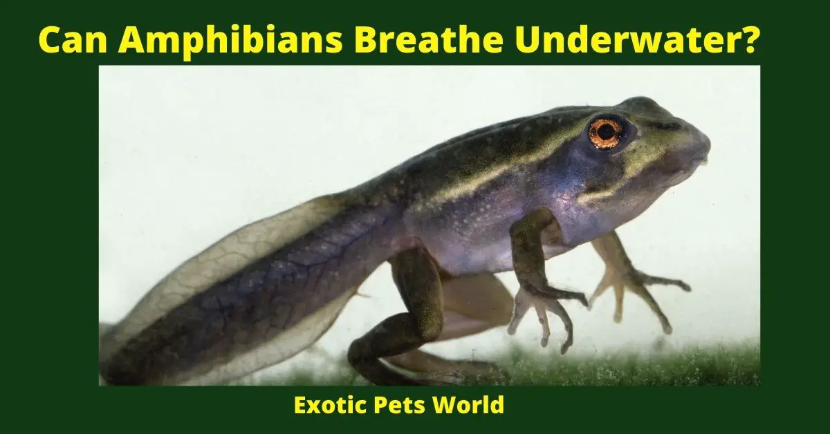 Can Amphibians Breathe Underwater?