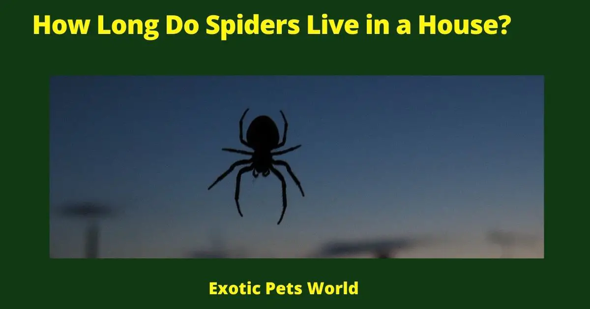 How Long Do Spiders Live in a House?