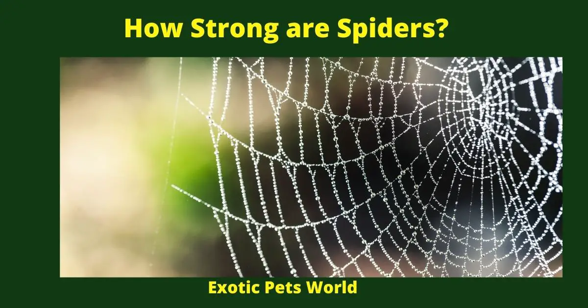 How Strong are Spiders?