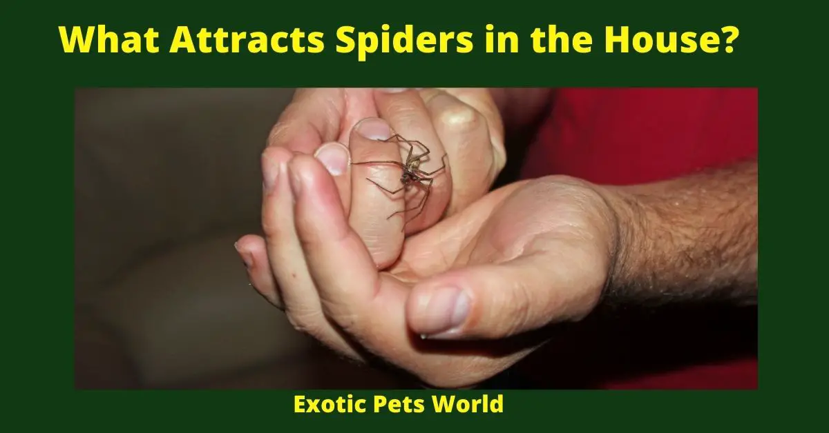 What Attracts Spiders in the House?