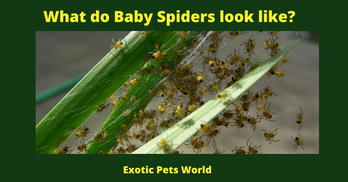 What do Baby Spiders look like?