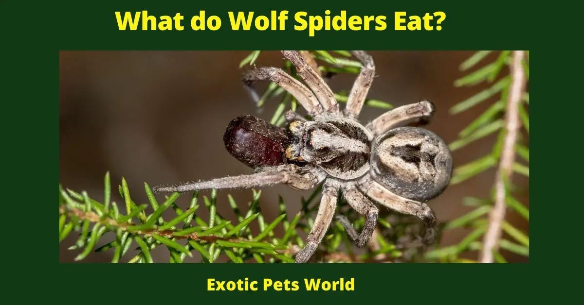 What do Wolf Spiders Eat?