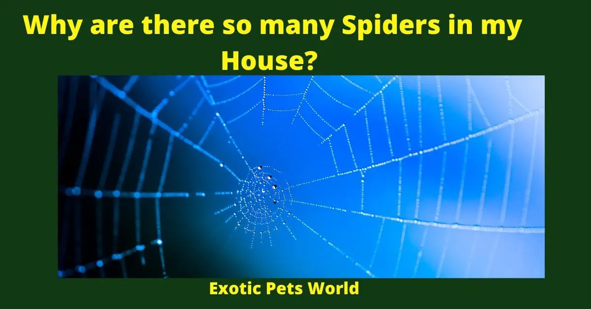 Why are there so many Spiders in my House?