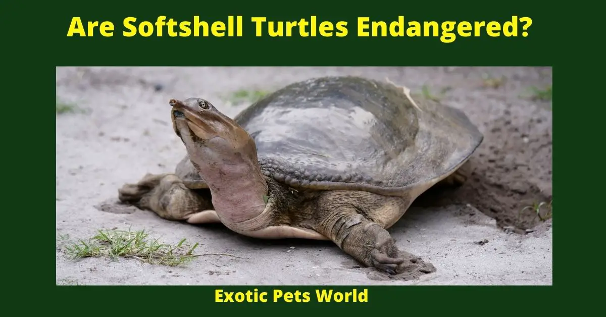 Are Softshell Turtles Endangered?