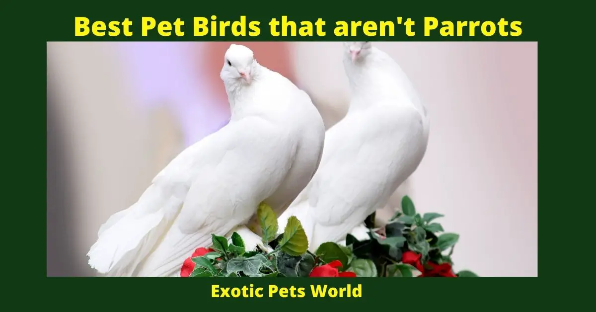 Best Pet Birds that aren't Parrots