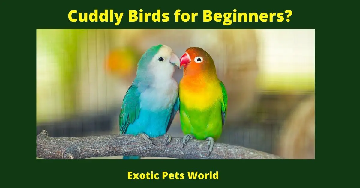 Cuddly Birds for Beginners?