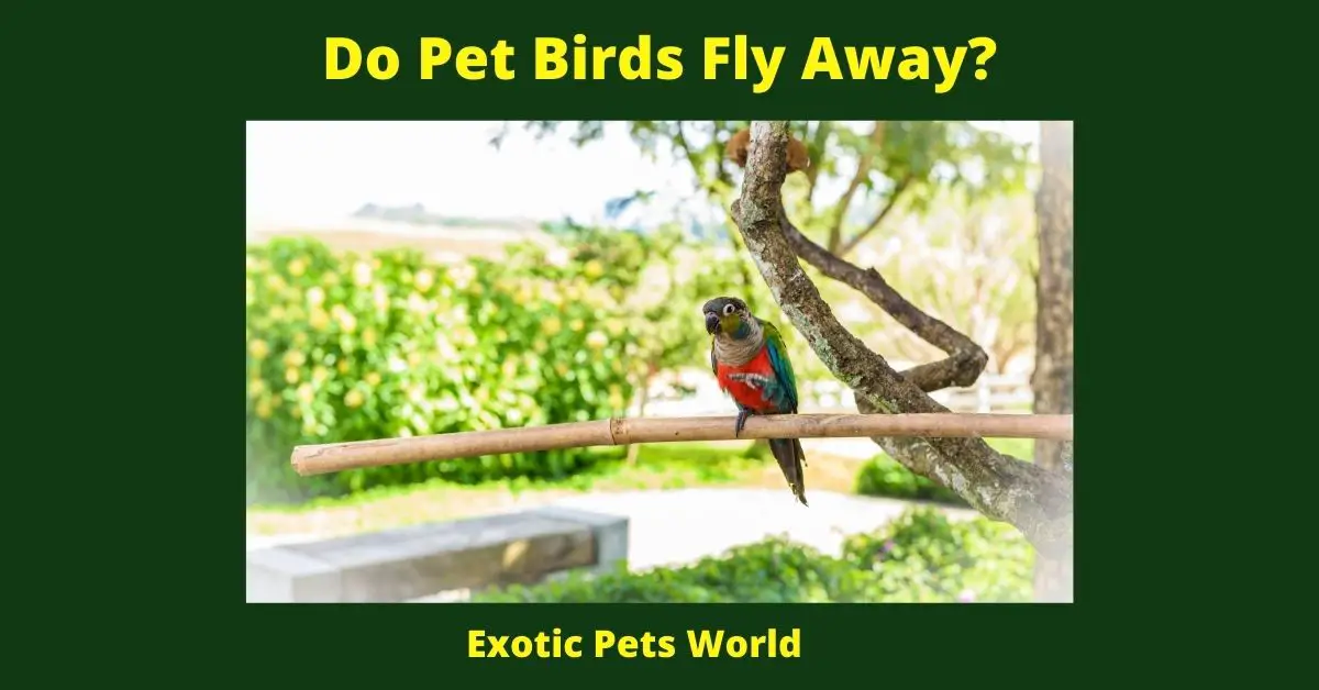 Do Pet Birds Fly Away?