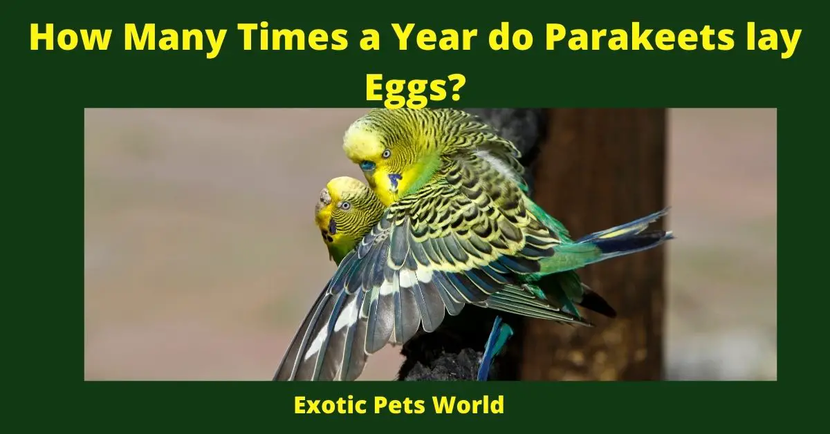 How Many Times a Year do Parakeets lay Eggs?