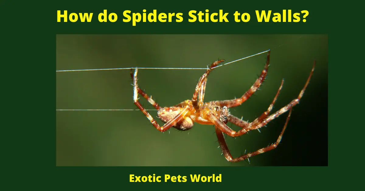 How do Spiders Stick to Walls?