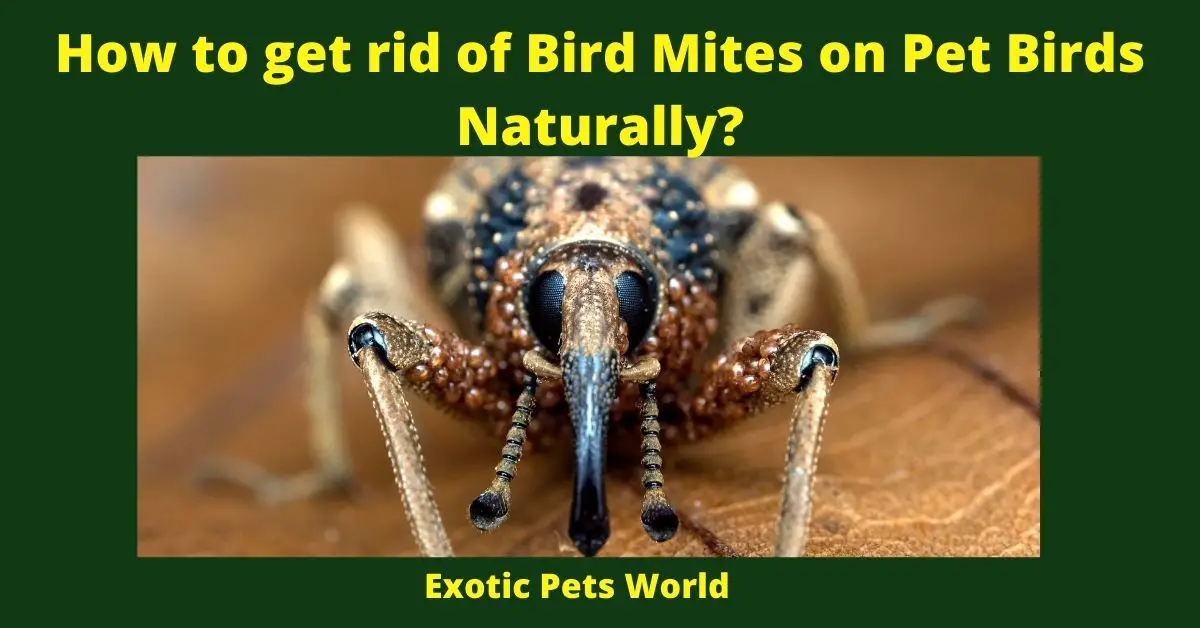 How to get rid of Bird Mites on Pet Birds Naturally?