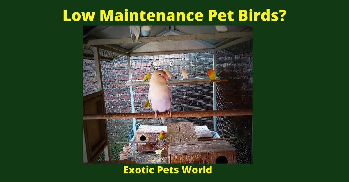 Low Maintenance Pet Birds?