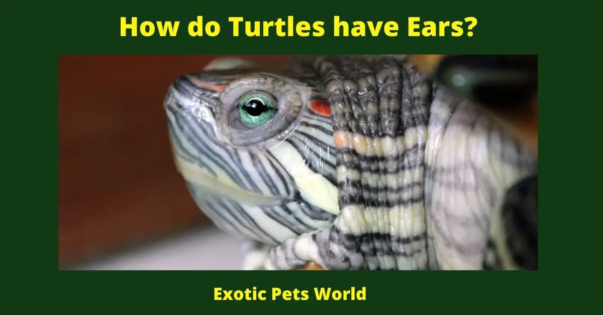 How do Turtles have Ears?